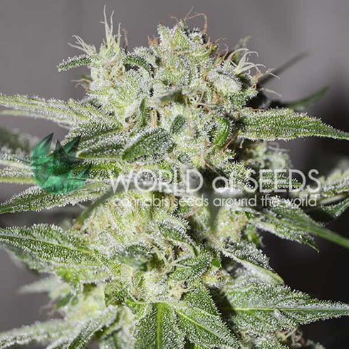 World of Seeds - Pakistan Valley